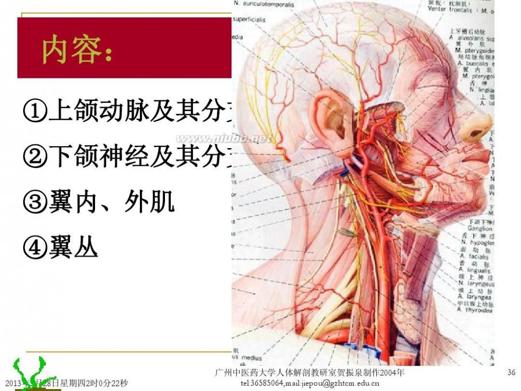 头部解剖头部解剖图谱