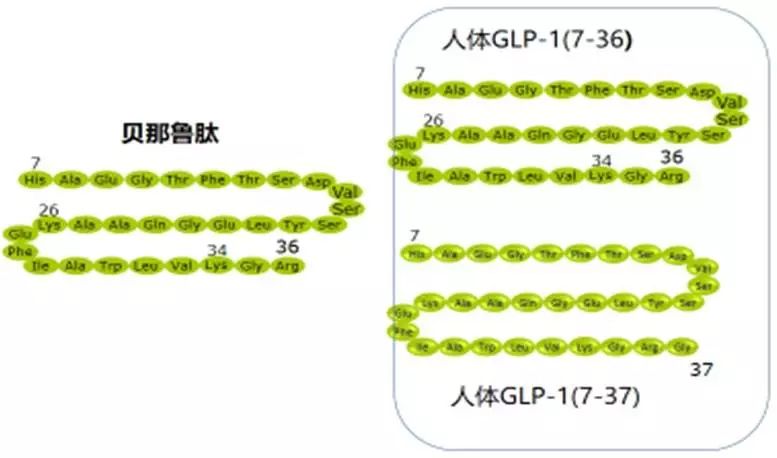 "十年"磨一剑,研发全同源结构的降糖减重药物—贝那鲁肽