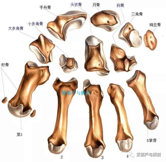 手腕部基础解剖