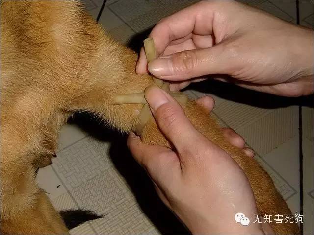 图解给狗狗静脉注射输液