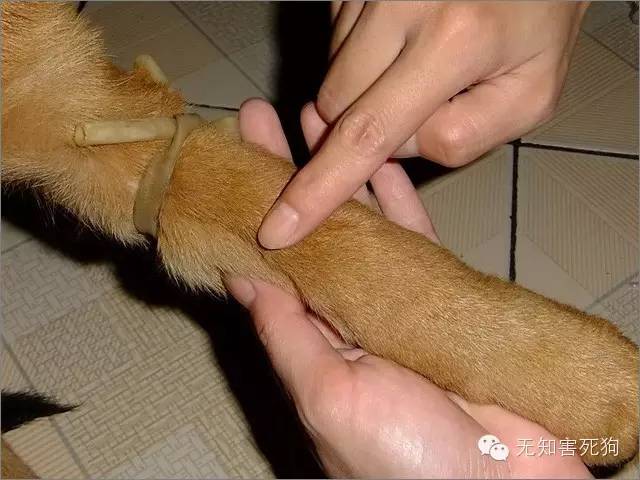 图解给狗狗静脉注射输液