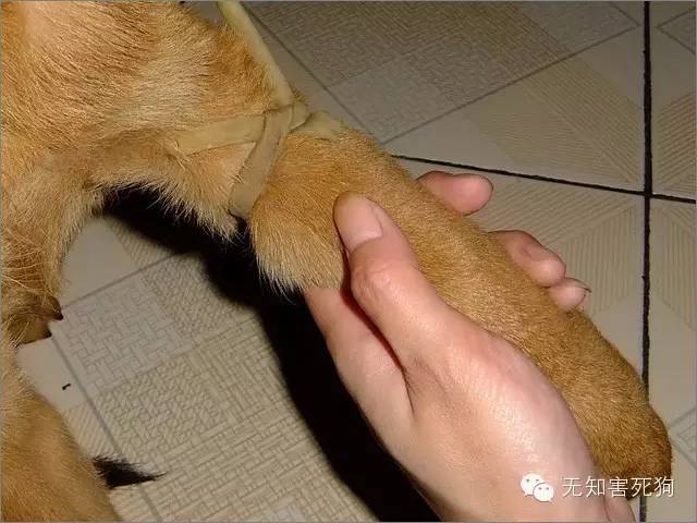 图解给狗狗静脉注射输液