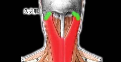 百家解读头颈夹肌损伤