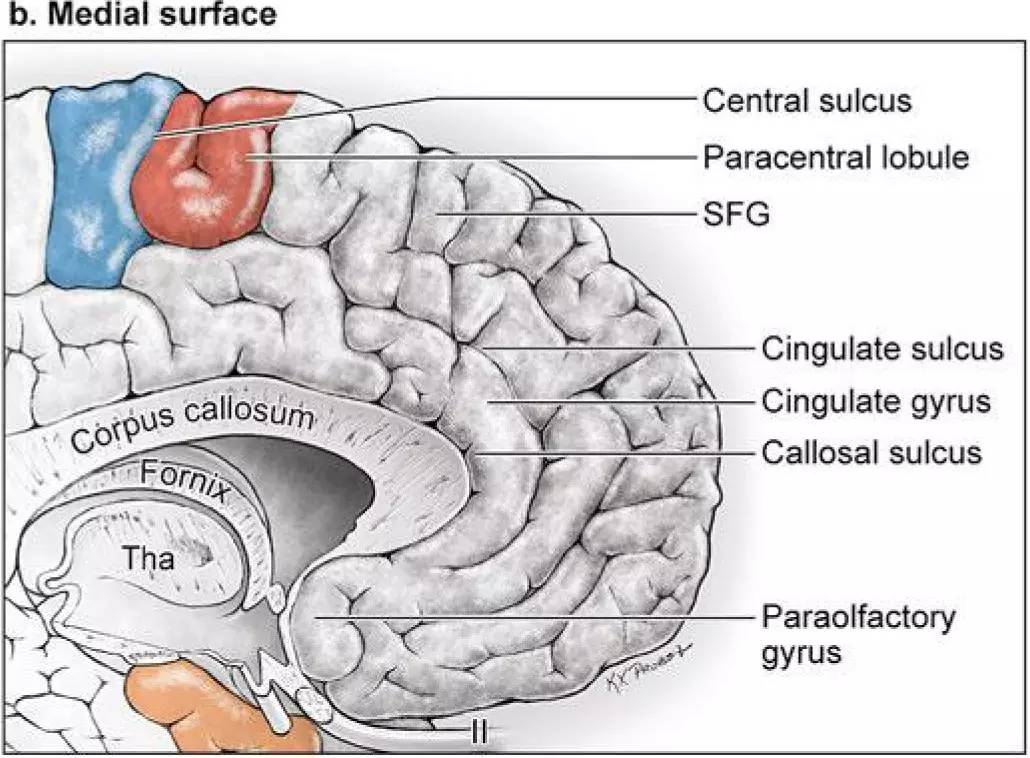 【解剖】史上最好的解剖图绘--大脑额叶显微解剖及动静脉系统