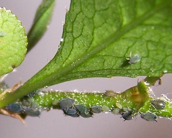花卉三大刺吸性害虫(蚜虫,红蜘蛛,介壳虫)的防除 其他病虫害处理办法