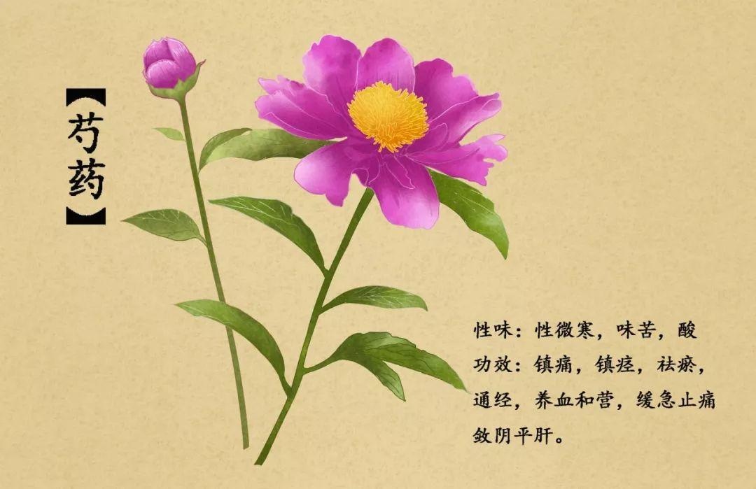 手绘中药图谱,真是美极了!