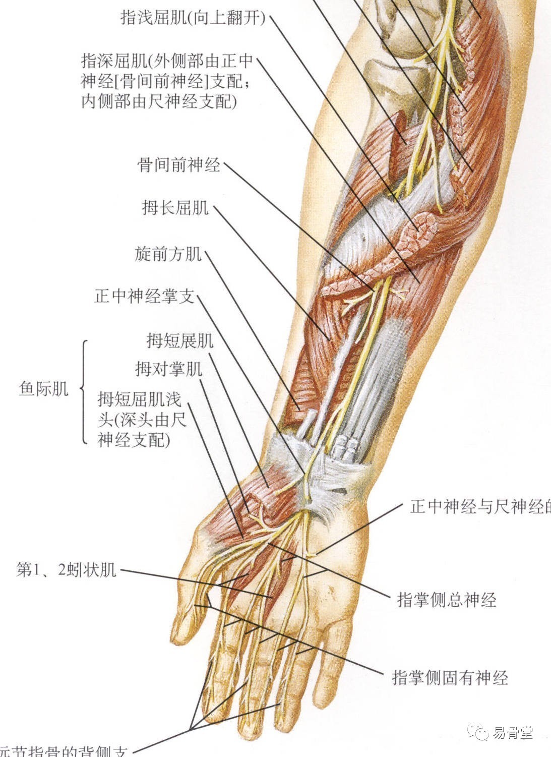 解剖:   起于肱骨内侧髁下方5cm,穿旋前圆肌两头之间,行与铅笔深层