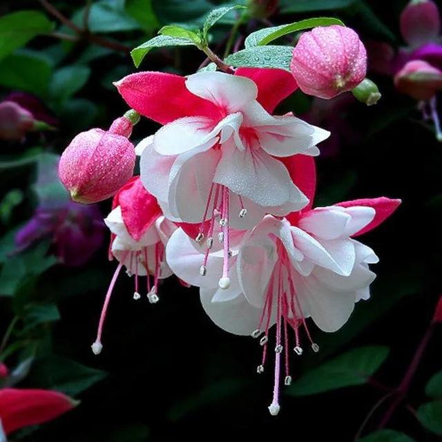吊钟海棠开花时,垂花朵朵,婀娜多姿,如悬挂的彩色灯笼,由于花色艳丽