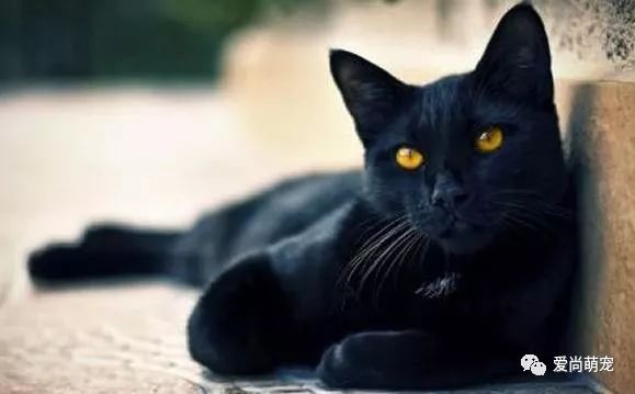 中华田园猫原来不止一种!盘点那些你不知道的国产猫
