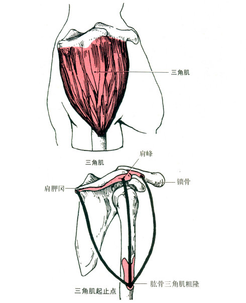 功能:近固定时,前部纤维收缩使肩关节屈,水平屈和内旋;中部纤维收缩使