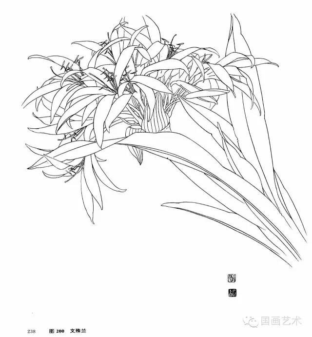 文殊兰茉莉花八仙花大丽菊虞美人夹竹桃美人蕉唐菖蒲