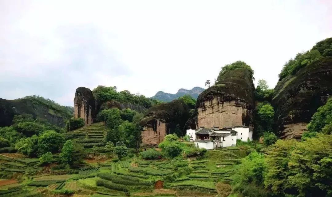 从燕子窠来聊一聊武夷山的坑涧窠岩峰茶园山场文化