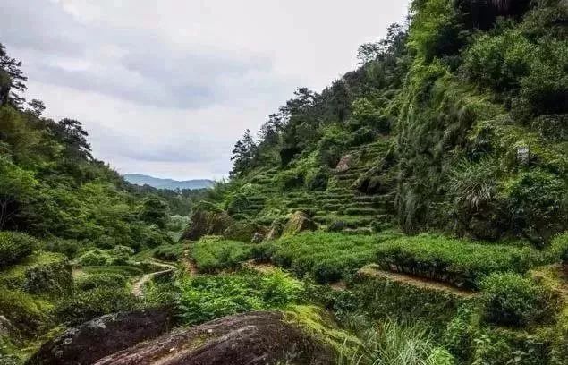 从燕子窠来聊一聊武夷山的坑涧窠岩峰茶园山场文化