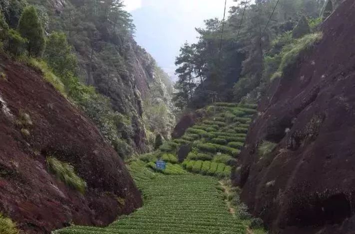 从燕子窠来聊一聊武夷山的坑涧窠岩峰茶园山场文化