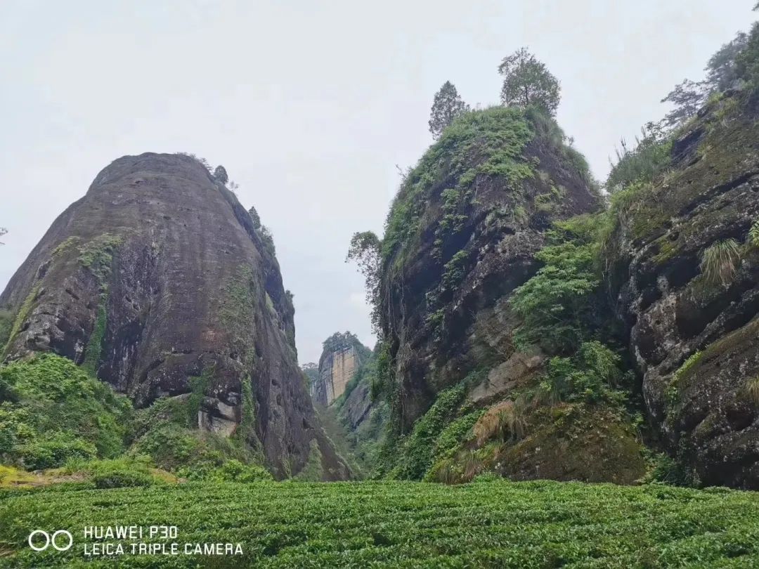 从燕子窠来聊一聊武夷山的坑涧窠岩峰茶园山场文化