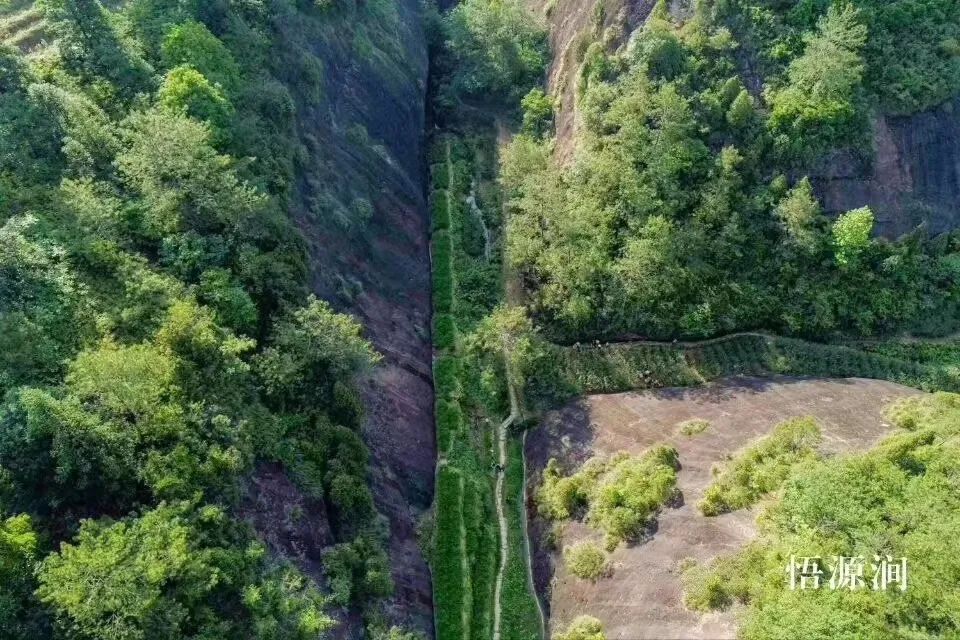 从燕子窠来聊一聊武夷山的坑涧窠岩峰茶园山场文化