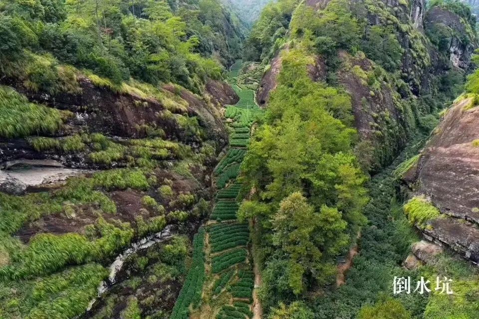 从燕子窠来聊一聊武夷山的坑涧窠岩峰茶园山场文化