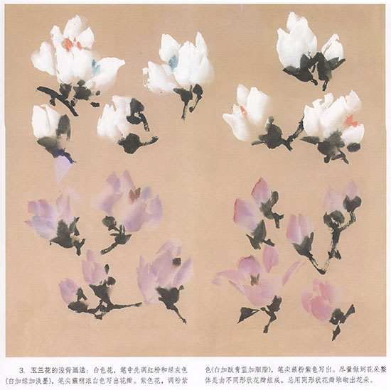 画玉兰花朵一般用双勾画法,先点大小方向不同的花萼,再以淡墨勾花瓣.
