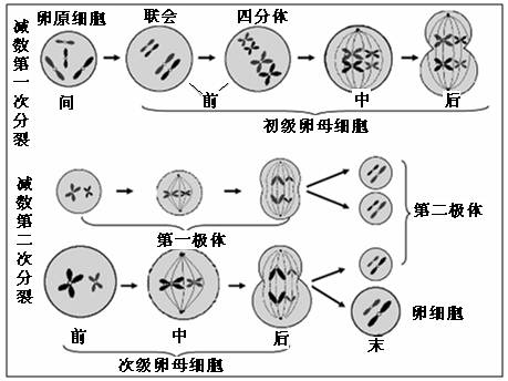 3,卵细胞的形成过程(以动物为例)2,精子形成过程图解(以动物为例)一