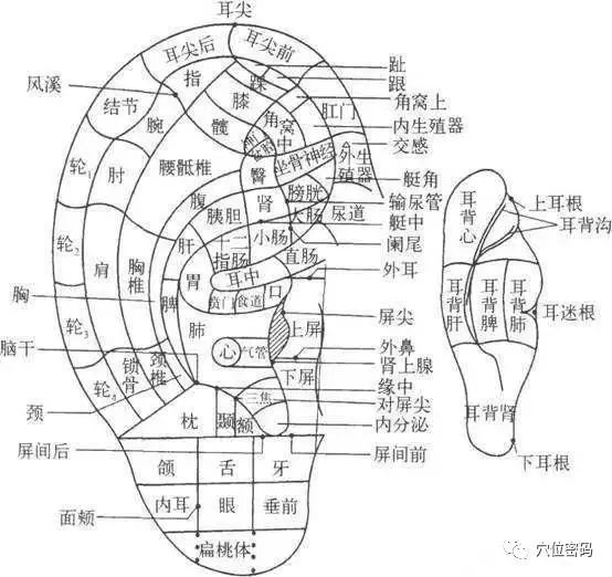 7,足部全息图8,腹部全息图9,脊椎全息图10,鼻部全息图11,面部全息图