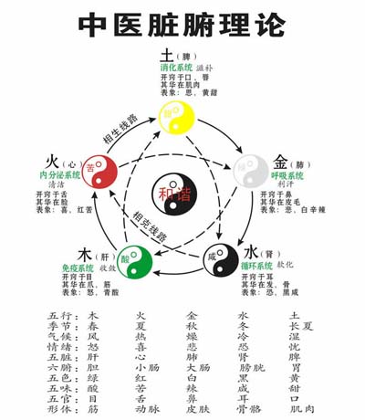 五行 中医脏腑理论