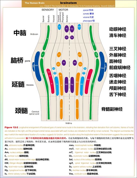 脑干与颅神经的关系——解剖学习笔记