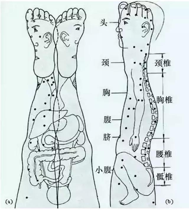 看懂这张图,穴位不用找(人体全息图)