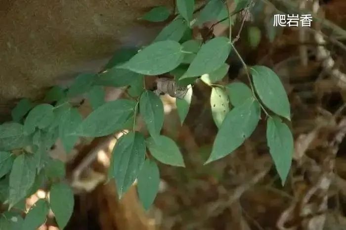 (《贵州草药》)   爬岩香又称山蒟,性味辛温,入肝肺经.