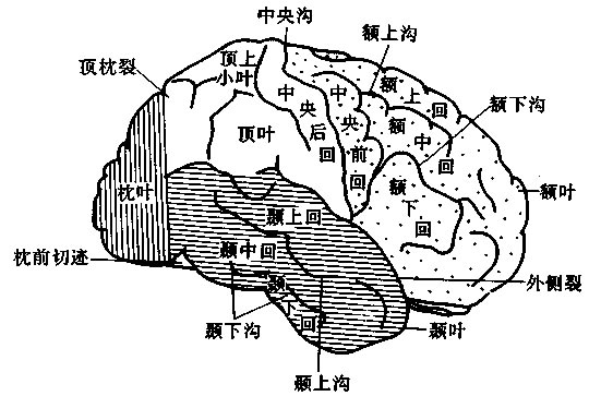 图3大脑半球背外侧面皮层分叶及主沟淘,回图图4大脑半球内侧面皮层分