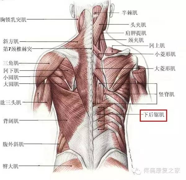 每日一肌学习计划下后锯肌