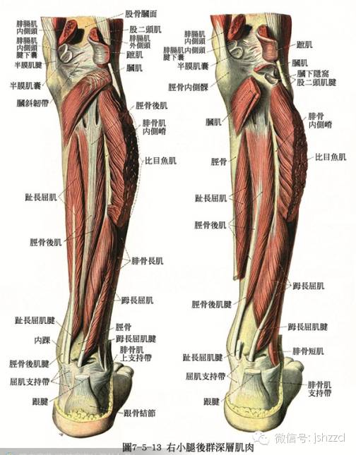 上100张精美骨骼肌肉tao图