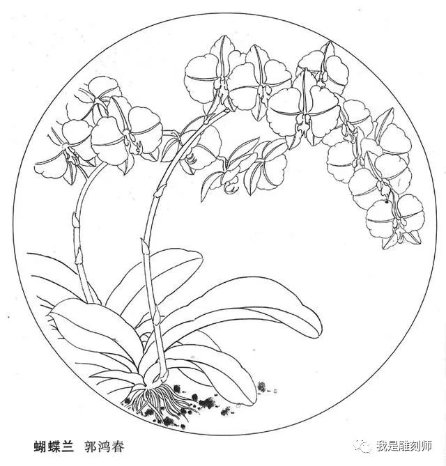 各种白描兰花高清手稿