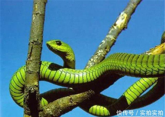 世界上最致命的十大毒蛇 第一名竟然也生活在中国!