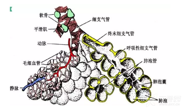 在正常肺组织中,支气管树逐级分支,终末细支气管分出以后,肺泡自呼吸