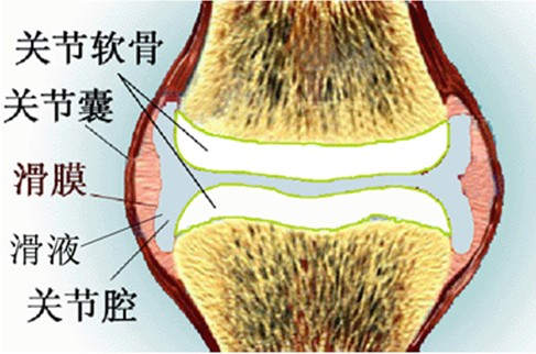 九大关节基本构造