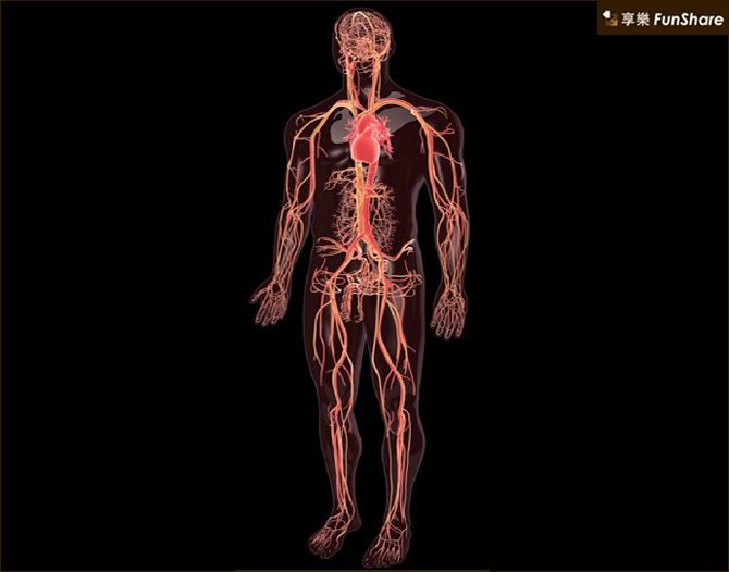 体血管分布图人体静脉血管分布图人体全身血管分布图