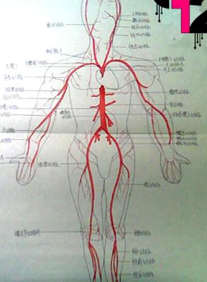 体血管分布图人体静脉血管分布图人体全身血管分布图