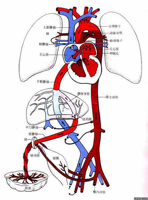 体血管分布图人体静脉血管分布图人体全身血管分布图
