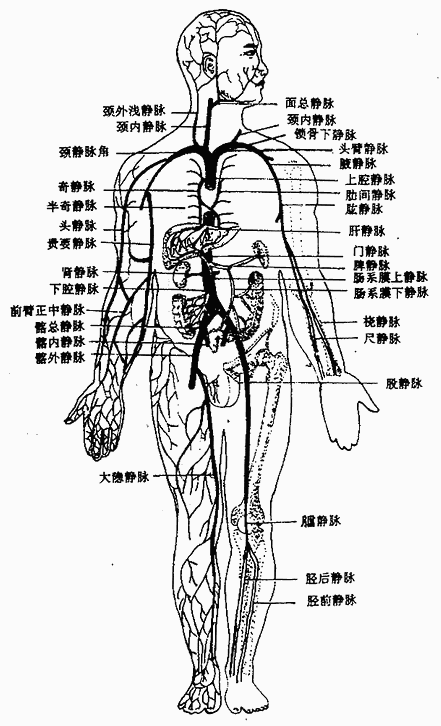 体血管分布图人体静脉血管分布图人体全身血管分布图