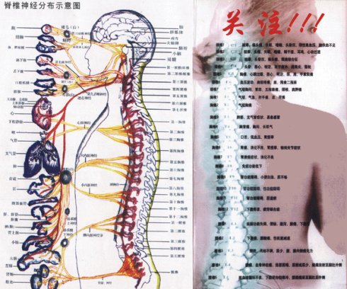 人体血管分布图_人体静脉血管分布图_人体全身血管分布图 好网角