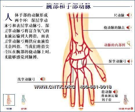 体血管分布图人体静脉血管分布图人体全身血管分布图