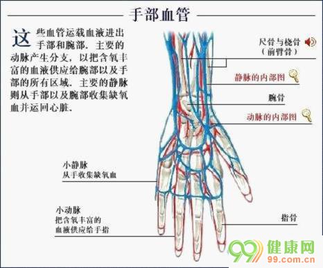 体血管分布图人体静脉血管分布图人体全身血管分布图