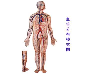 体血管分布图人体静脉血管分布图人体全身血管分布图