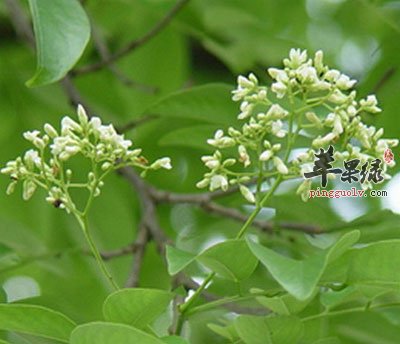 降香檀植物降香降香图片摘录《中国药典》贮藏:置阴凉干燥处.