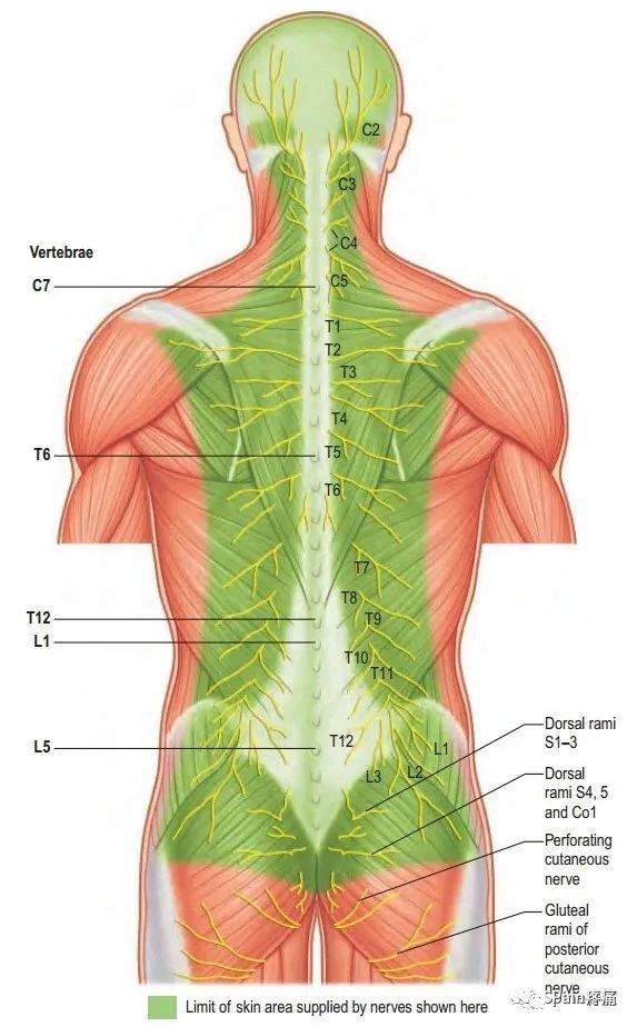 脊神经分支及其支配区