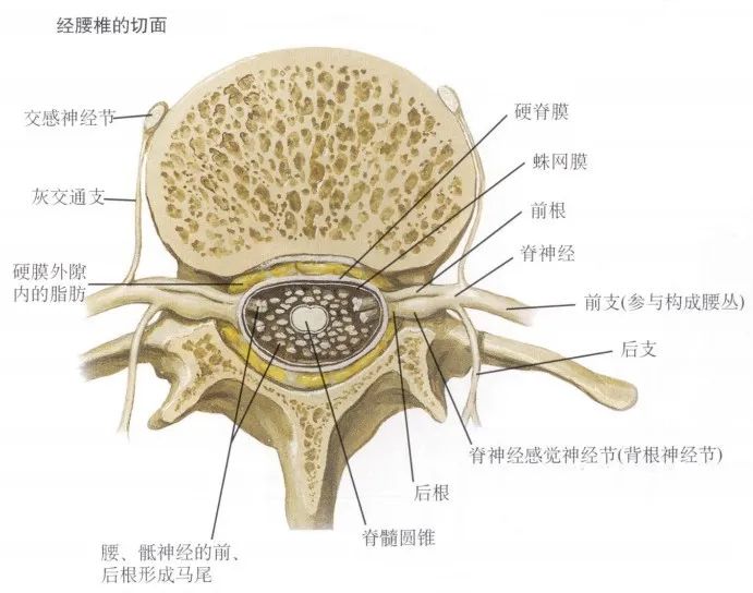 经腰椎横断面脊神经解剖