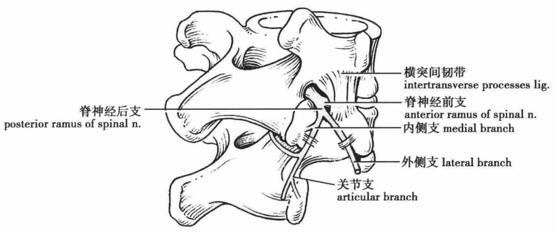 在腰痛机制研究中,人们最多关注的是窦椎神经(脊膜支,其在椎间盘突出
