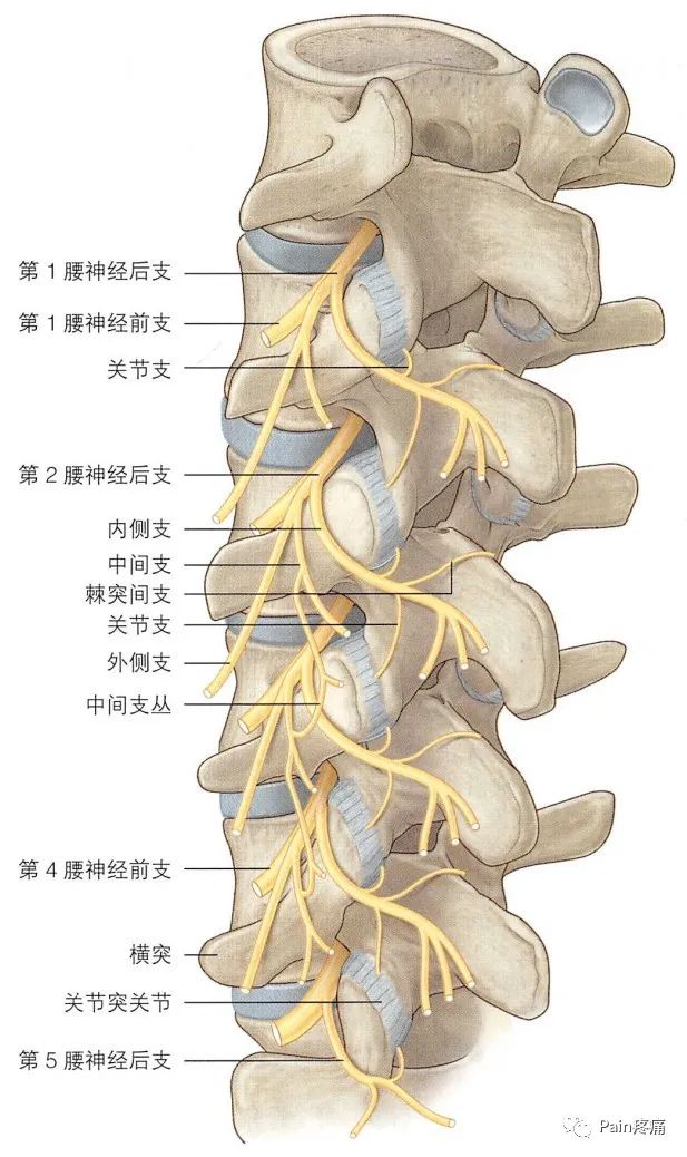 后支及其分支在腰痛机制研究中,人们最多关注的是窦椎神经(脊膜支,其