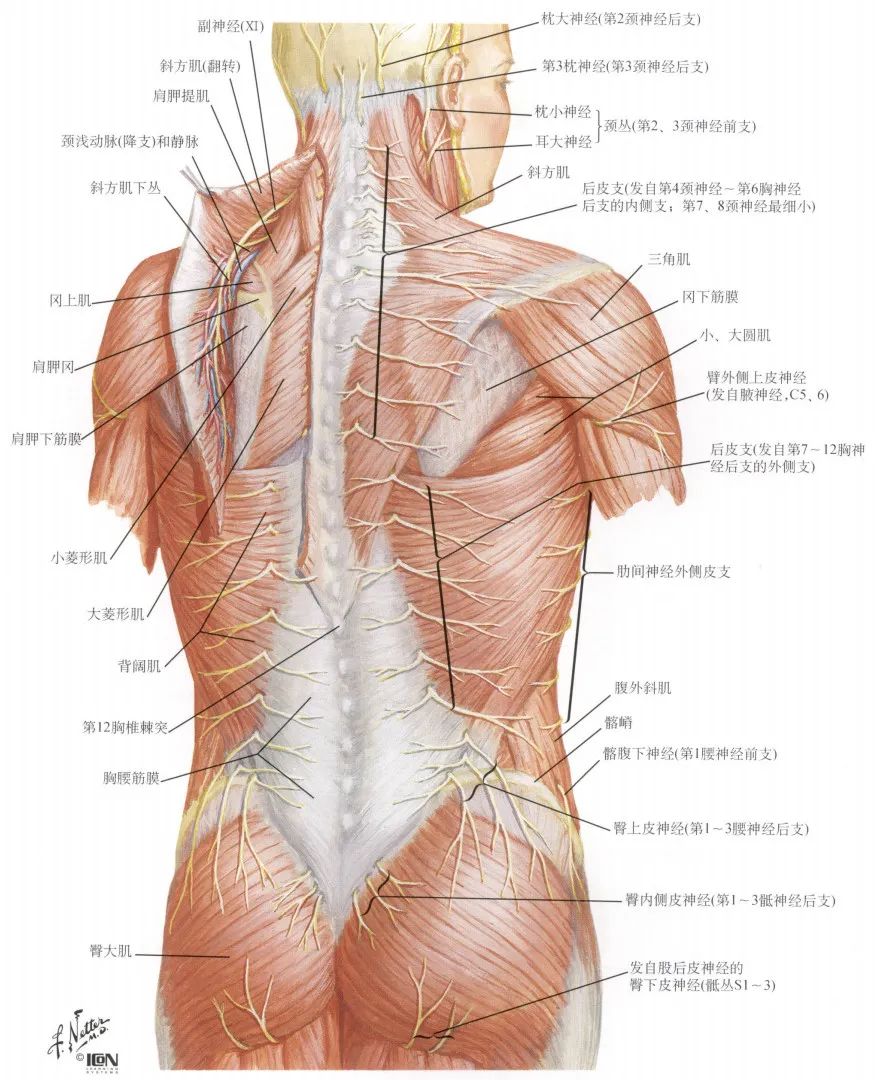 脊神经分支及其支配区 (最全整理)