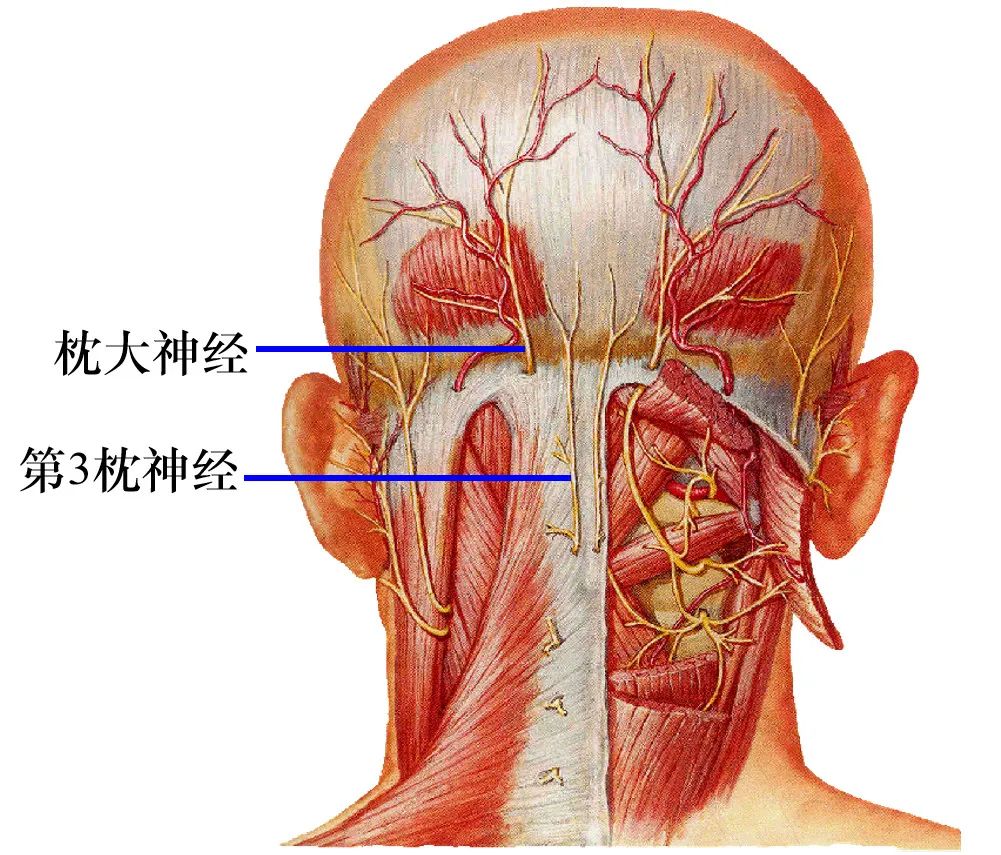 绿色区域:枕下三角四,脊神经前支脊神经前支形成4个脊神经丛:颈丛